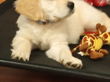Thinking About Getting a Puppy?
