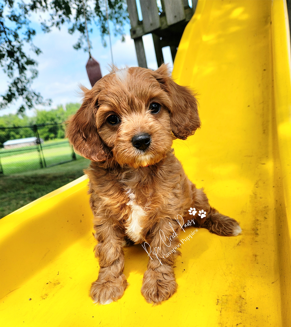 Pipe Creek Paws Cavapoo Puppy