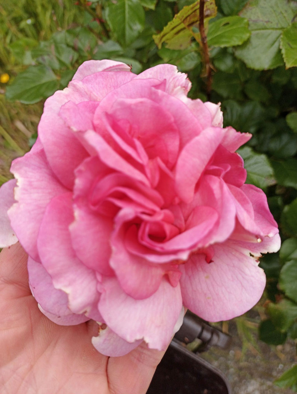 Thumbnail: Pink Flower Salt