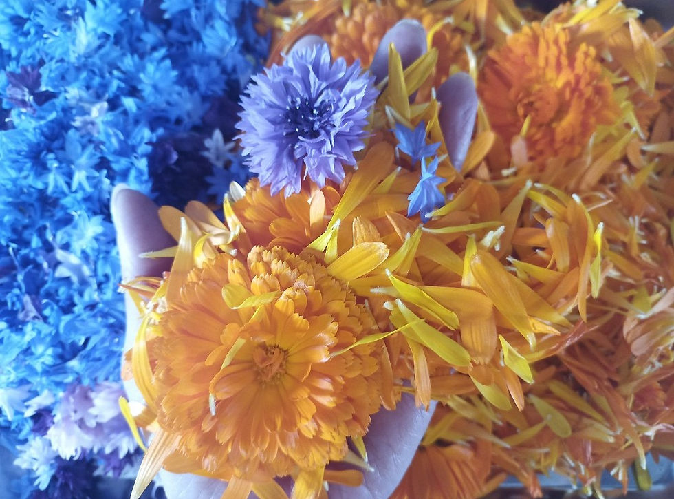 Thumbnail: Dried Edible flowers: Calendula