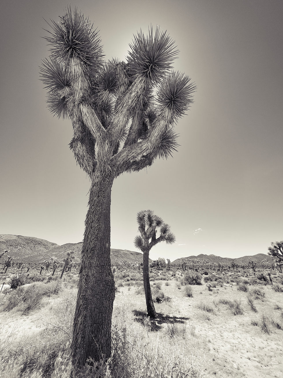 Joshua Trees in Joshua Tree
