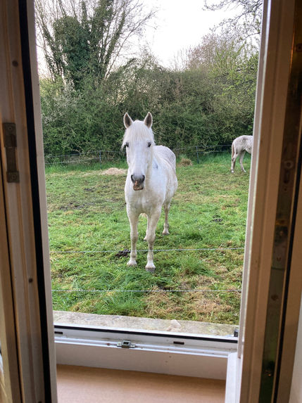 randonnée équestre dans le Perche