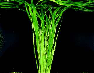 vallisneria gigante