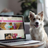 Top Pet Products Websites on Shopify