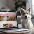 Top Pet Products Websites on Shopify