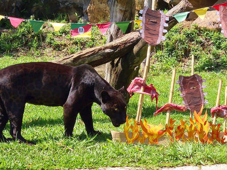 GramadoZoo festeja 15 anos com bolo e churrasco para os animais