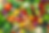 Vegnfruits.png