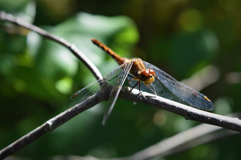 6000 Insects Importance of Insects