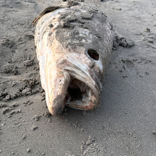 Washed up but not yet finished