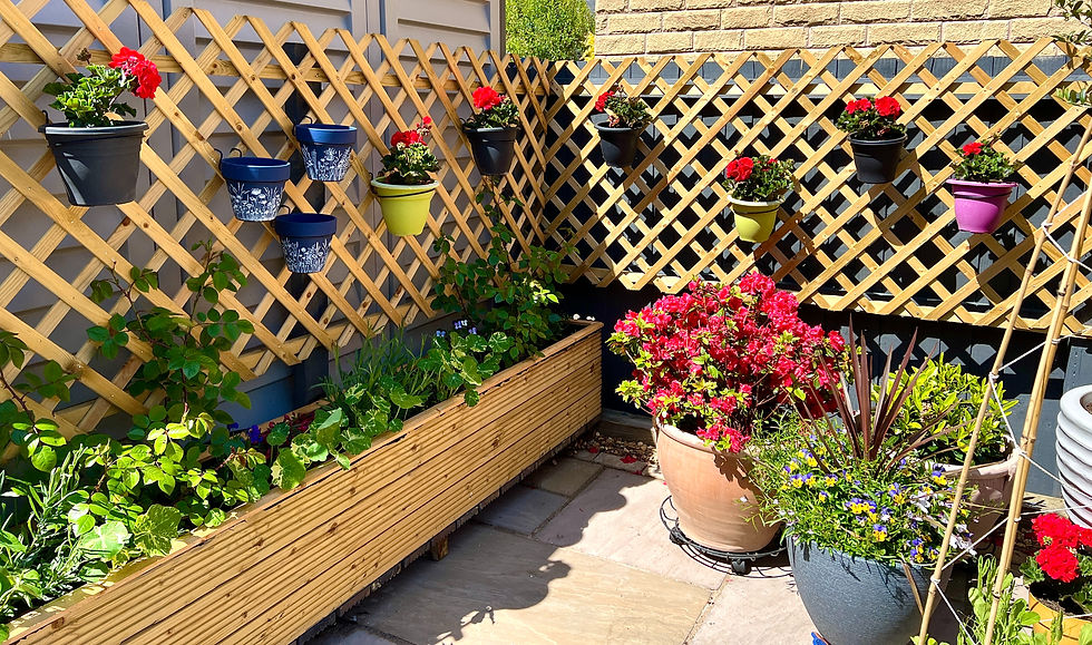 A garden lattice screen with plants hung on it using Trellis Hooks pot hangers.