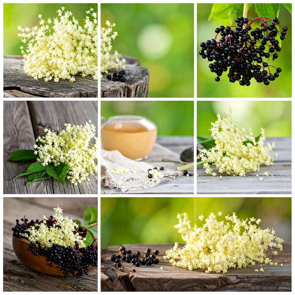 Elderberry: A Traditional Herb for Immune Resilience