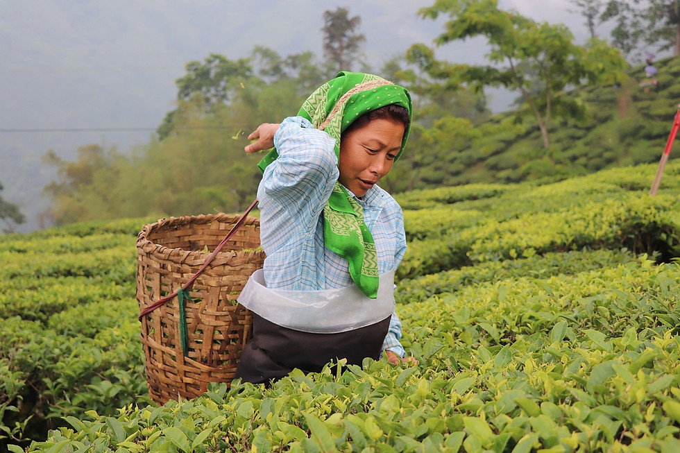 Thumbnail: 2N3D DARJEELING + SIKKIM