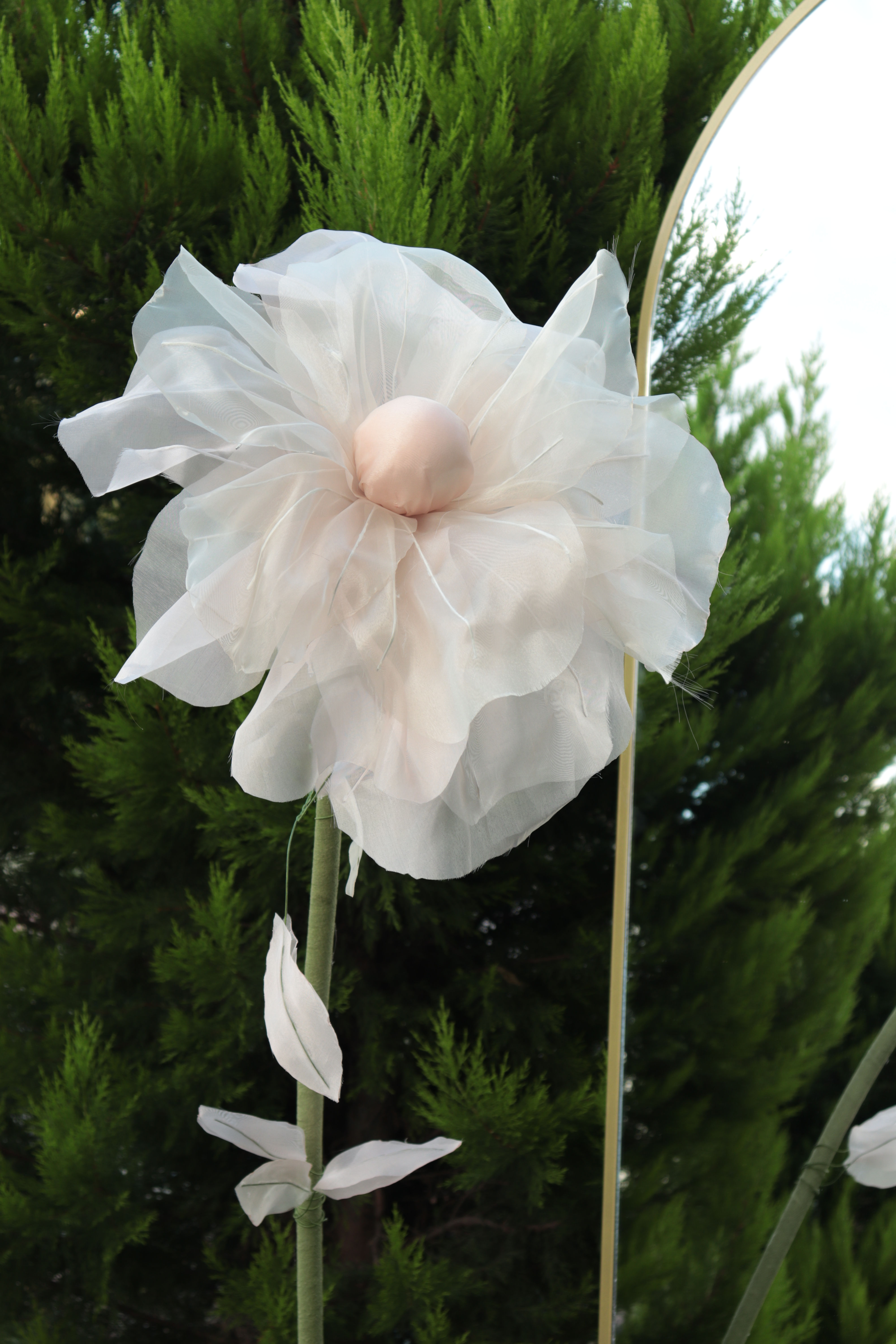 First Petal