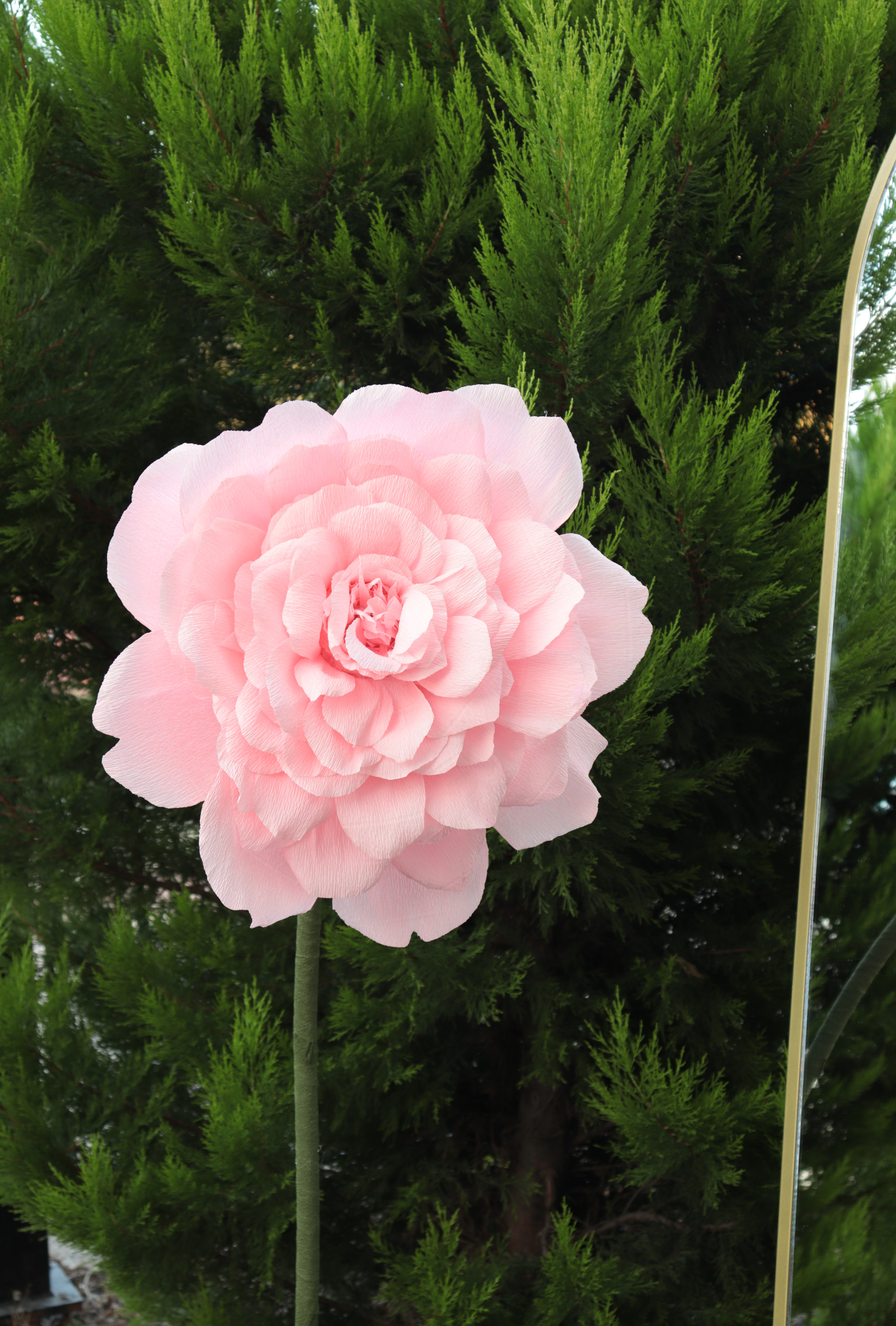 Blushing Peony