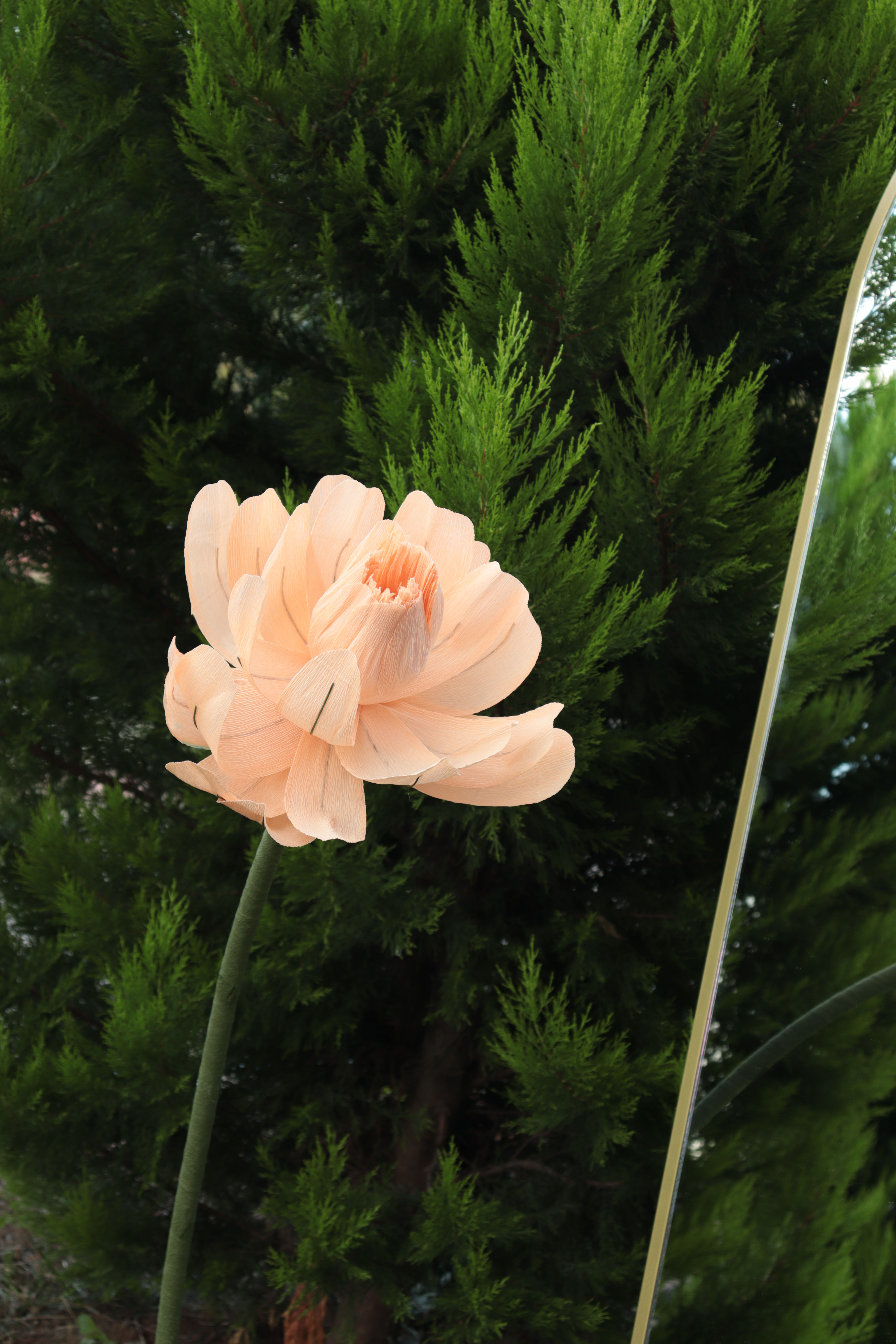 Apricot Tulip