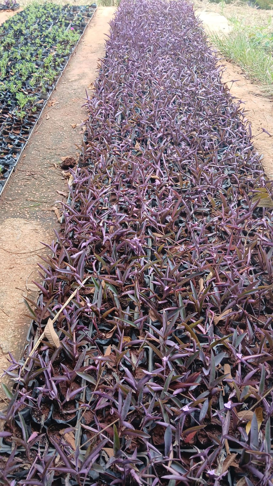 Miniatura: Setecrésia (Trapoeraba-roxa) - Caixas 15 mudas