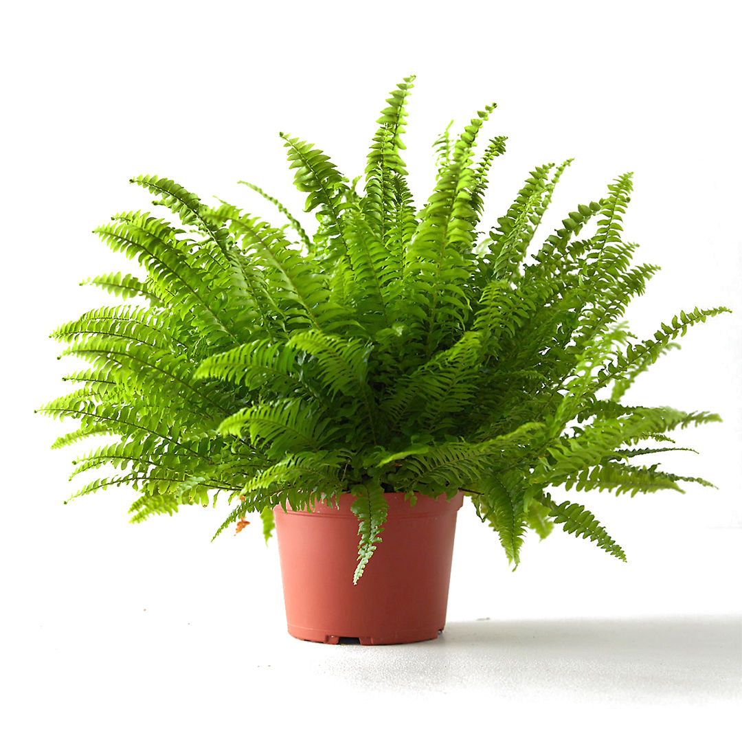 Samambaia Americana - C25