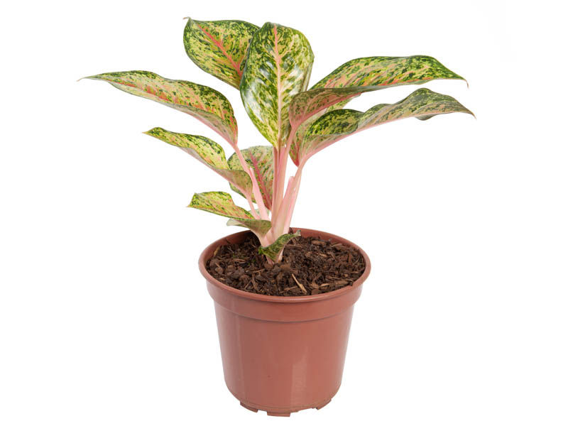 Aglaonema 'Karat'
