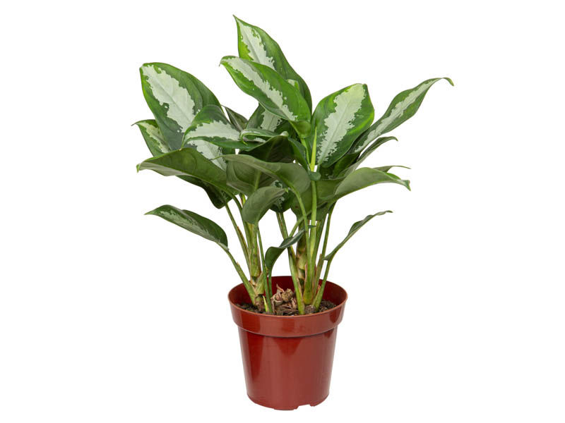 Aglaonema 'Pataya'
