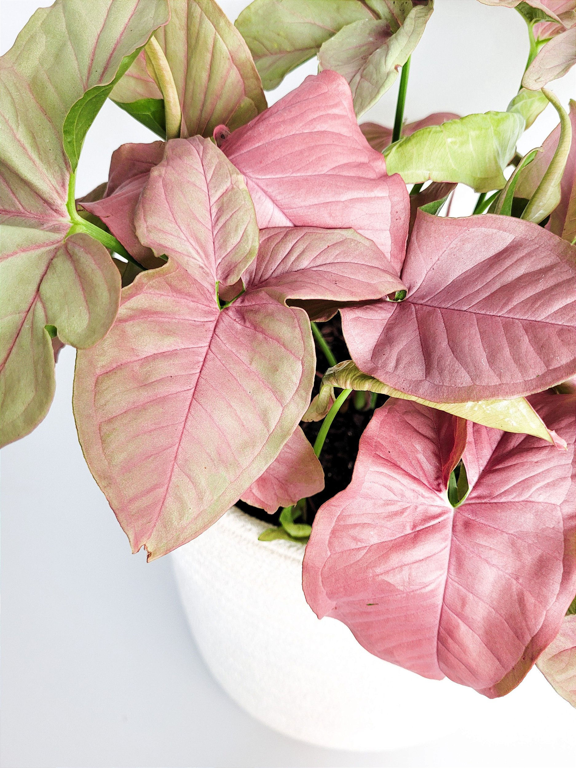 Singônio Rosa Muda média - Cx c/8 pt 11