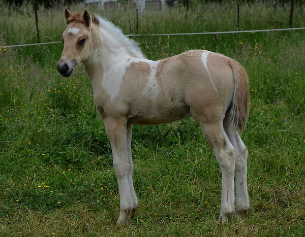 DSC_0696.JPG