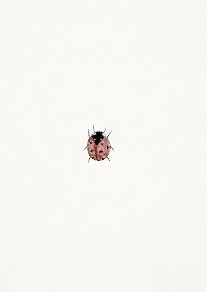 inkylines Grusskarte Marienkäfer mit farbiger Zeichnung auf off-white FSC-Papier im A6-Format