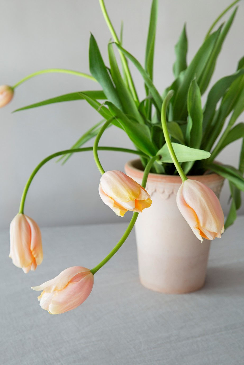 Ein rosaner, hoher Blumentopf mit Untersetzer der Marke Bergs Potter.