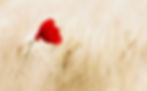 poppy_edited.jpg