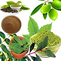 herbal-extracts.jpg