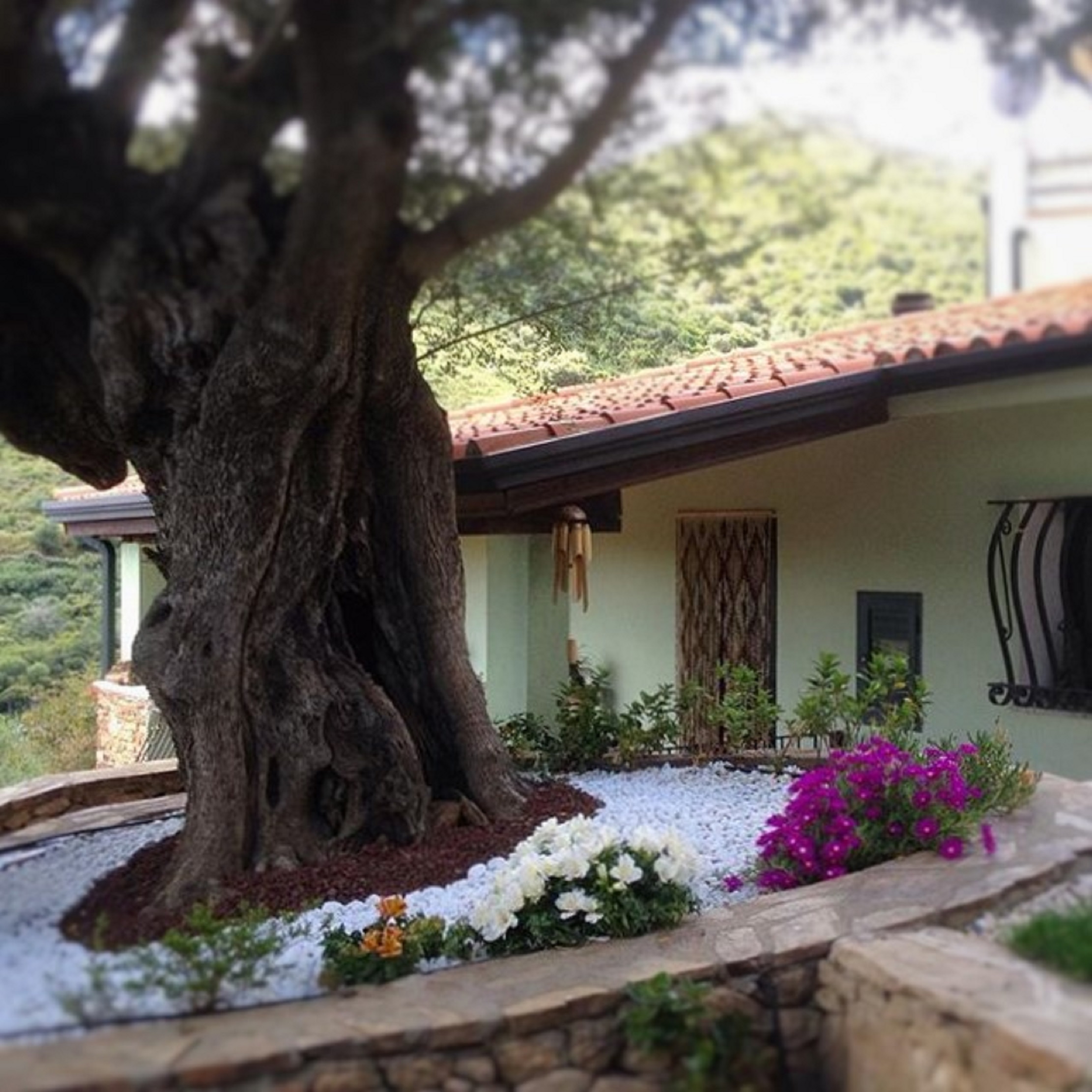 aiuola giardino con olivo