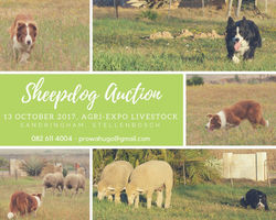 Skaaphond Veiling13 Okt 2017, Agri-Expo Livestock