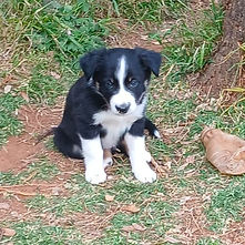 Ragni - Puppy 1.jpg