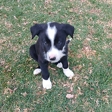 Ragni - Puppy 3.jpg