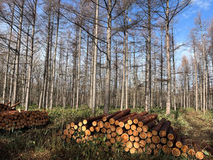 茂寄の森で間伐終了