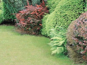 Important Tree & Garden Care Tips