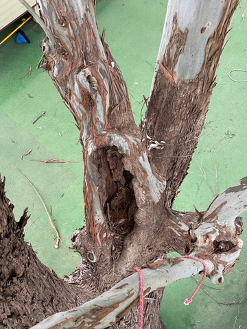 Tree trimming Sydney