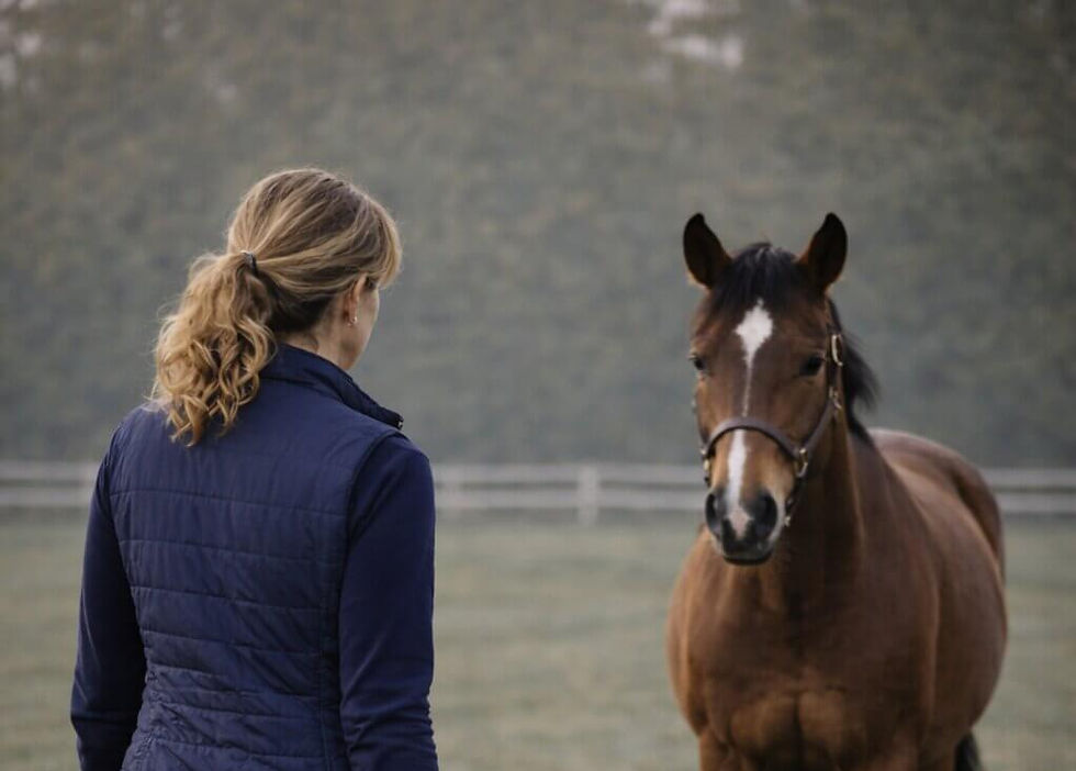 Understanding the Horse Horoscope: Aries Zodiac Horse Traits, Training and Compatibility Guide for Riders