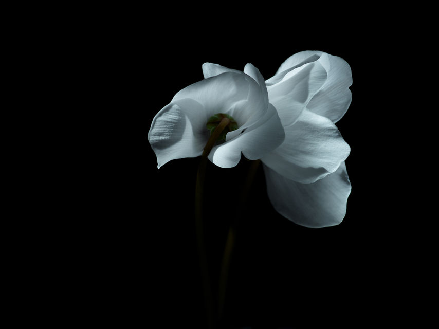 Flower_Personal work_2019.jpg