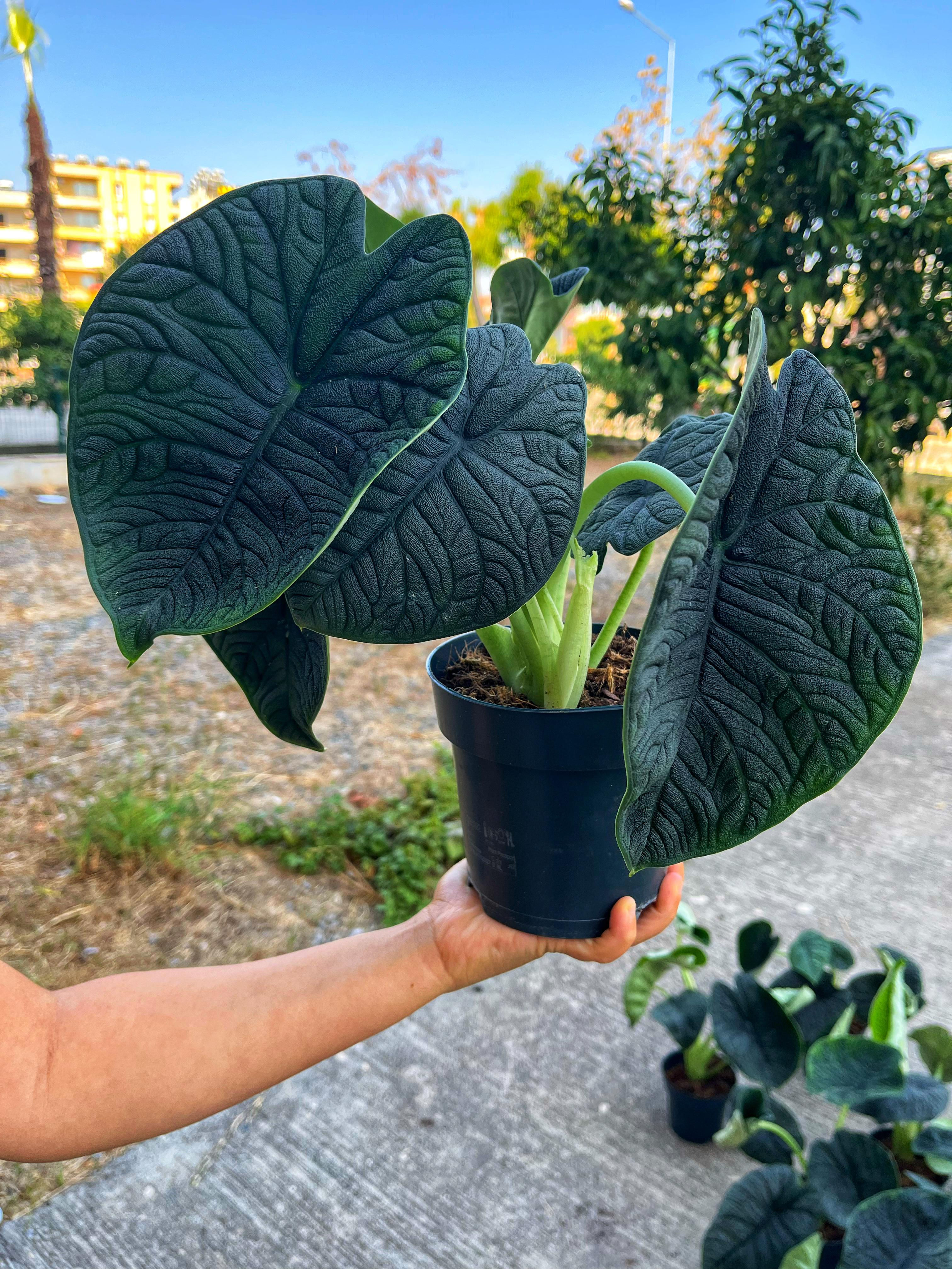 Alocasia Melo - Mat ve Pürüzlü Yapraklar 14 CM
