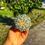 Küçük resim: Astrophytum Asterias Superkabuto + Star Shape + V Type - PART 4