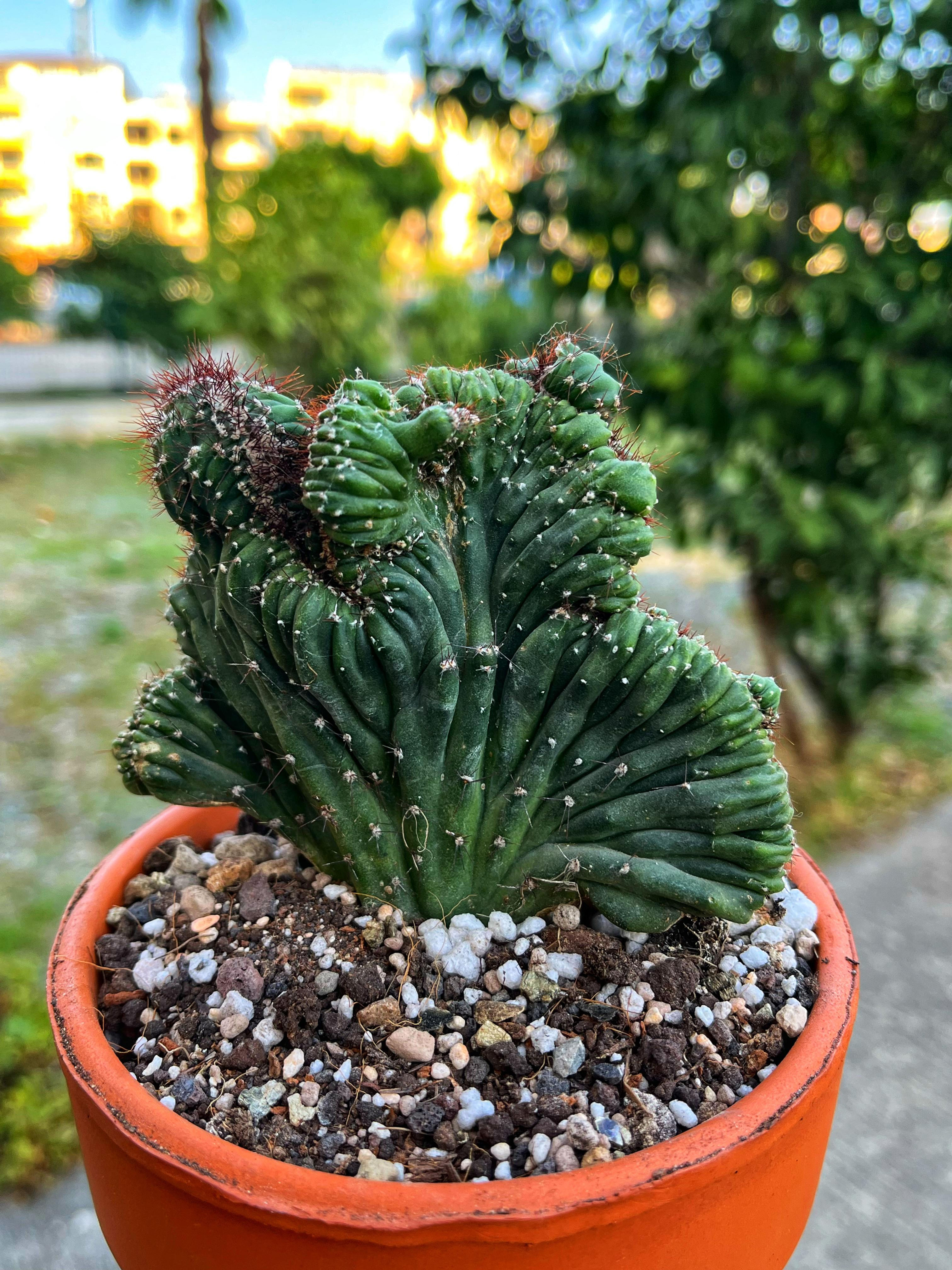 Cereus Peruvianus 'Coral Cristat' - 12 CM Teracotta Saksıda