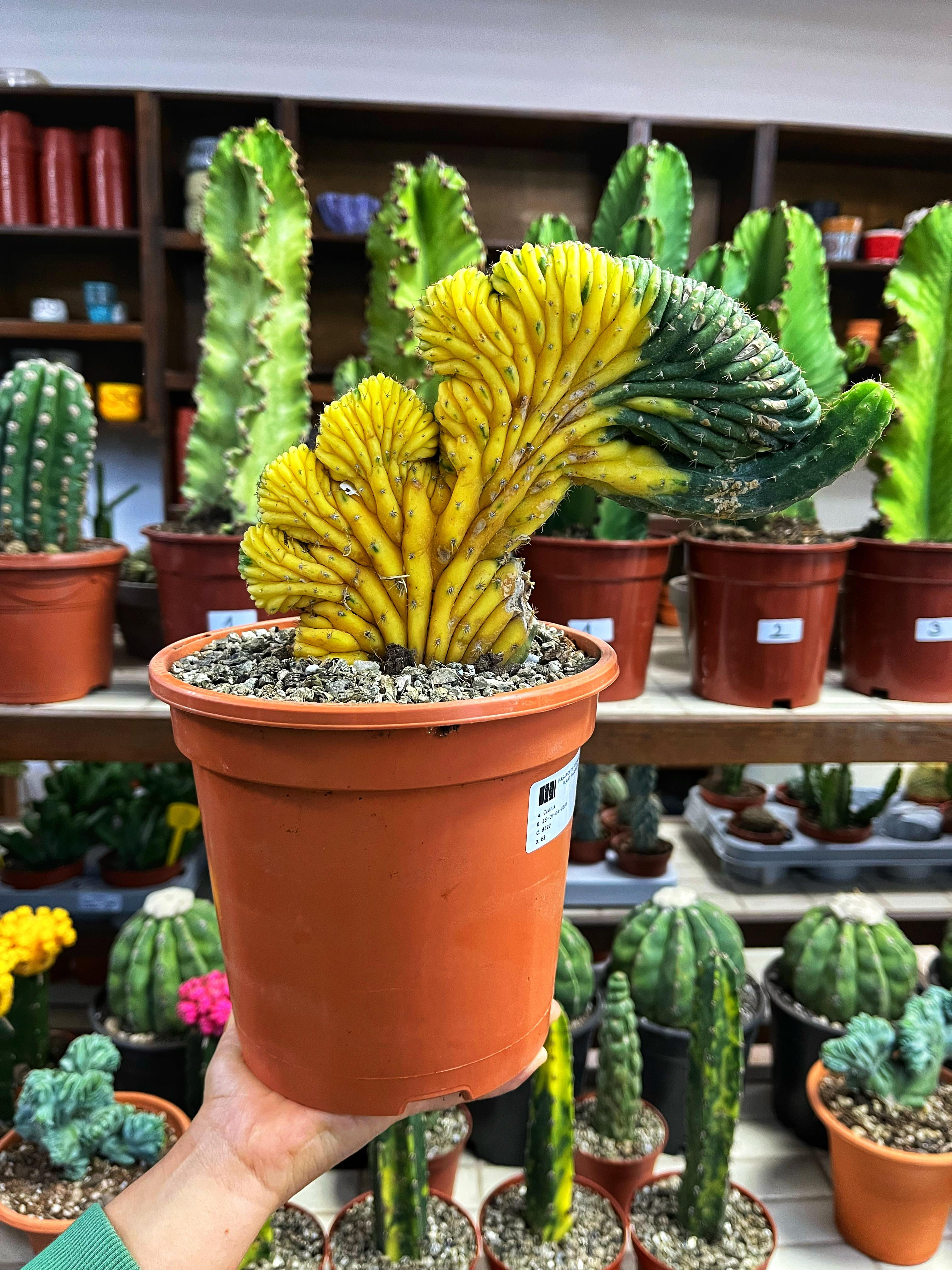 Trichocereus Pachanoi Cristat Variegata - Alacalı San Pedro Kaktüs