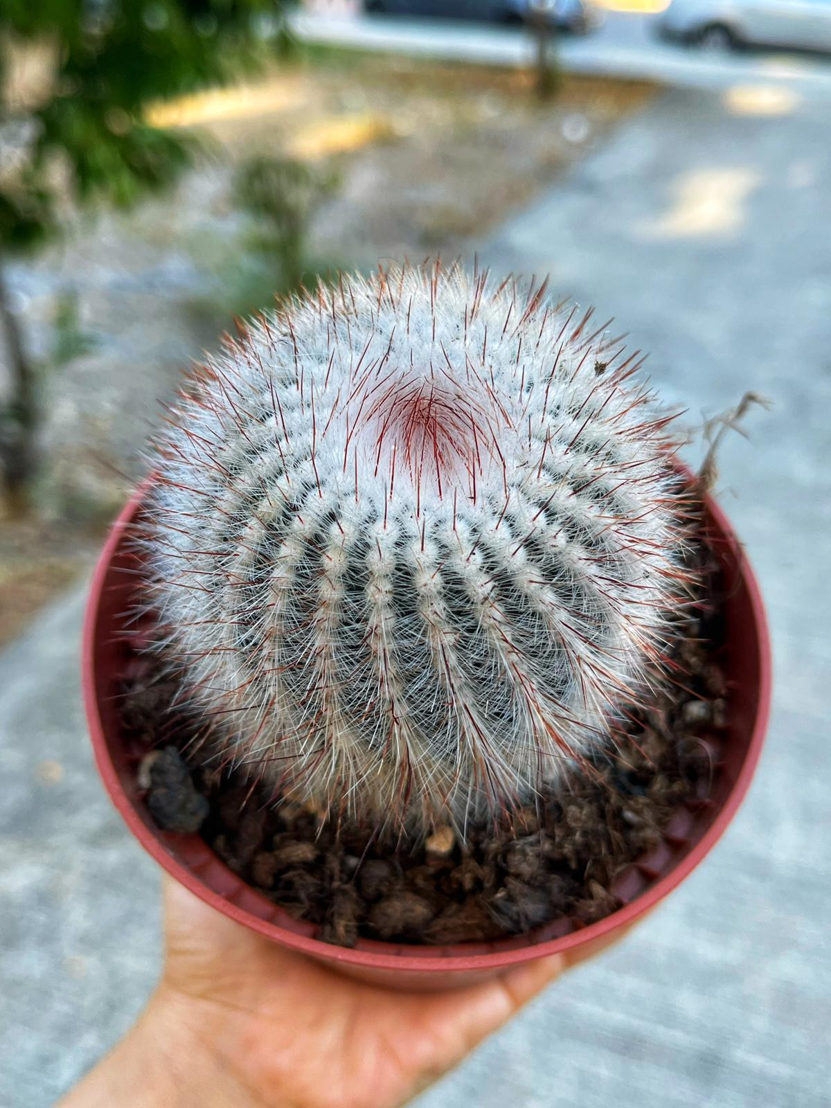 Notocactus Scopa Rubra - XL Boy 10.5 CM