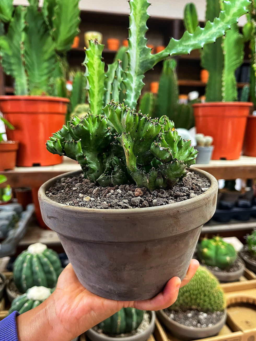 Euphorbia Lactea Cristata 'Çift Form' - 15 CM Taş Saksıda