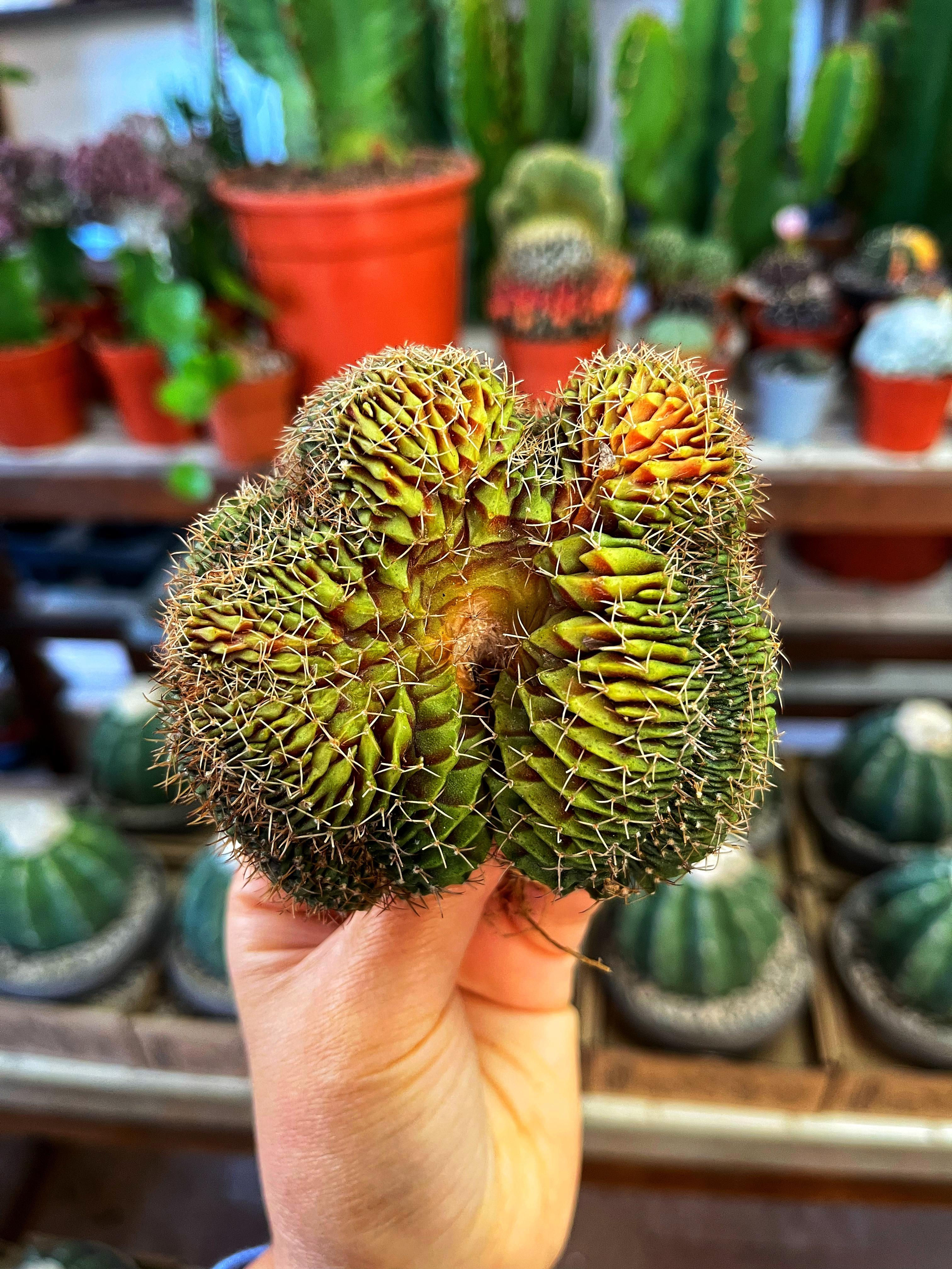 Gymnocalycium Damsii Rotundulum Cristat - 8/ 9 CM Çap