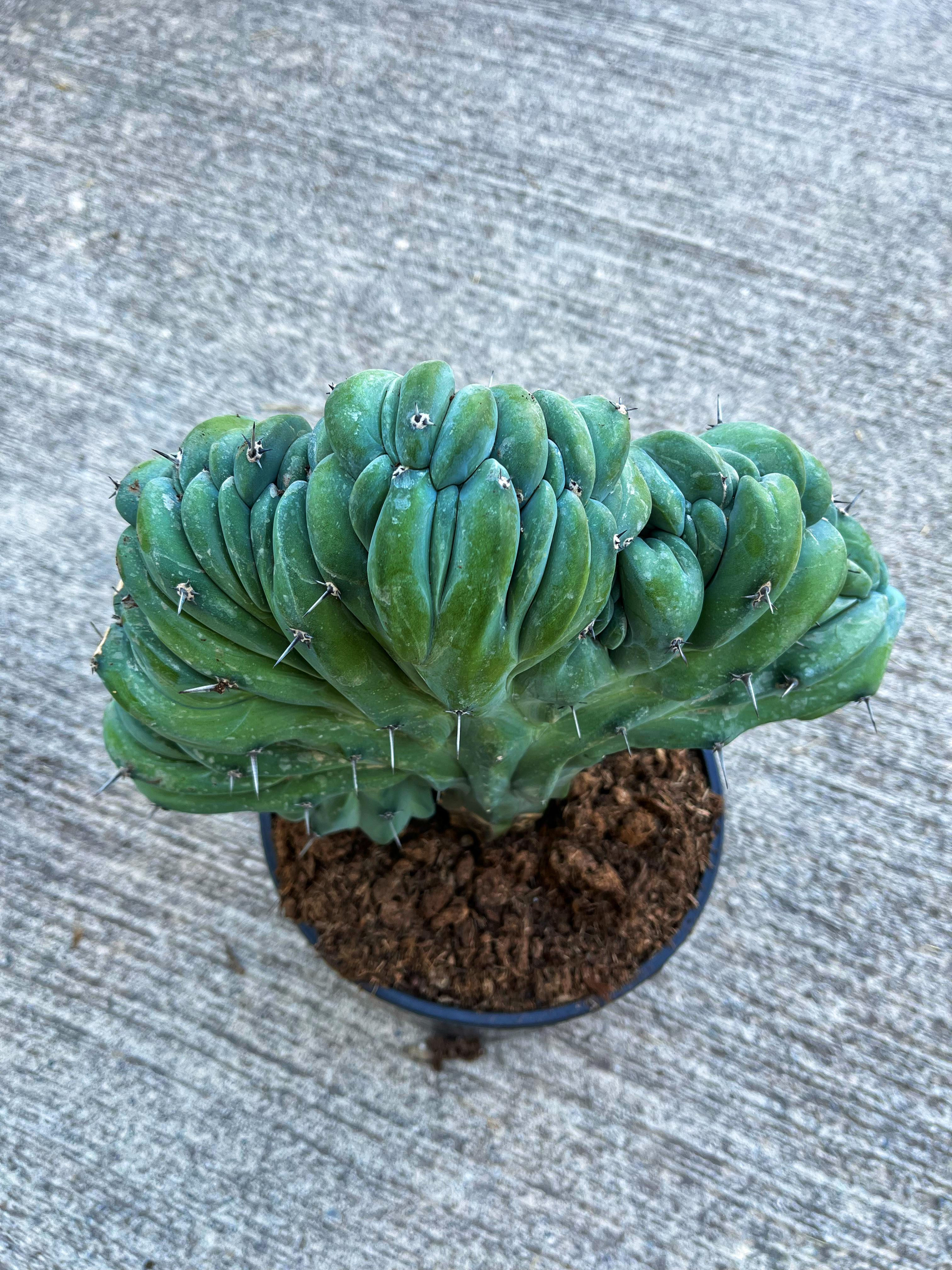 Myrtillocactus Geometrizans Cristat - Dev Boy 30 CM