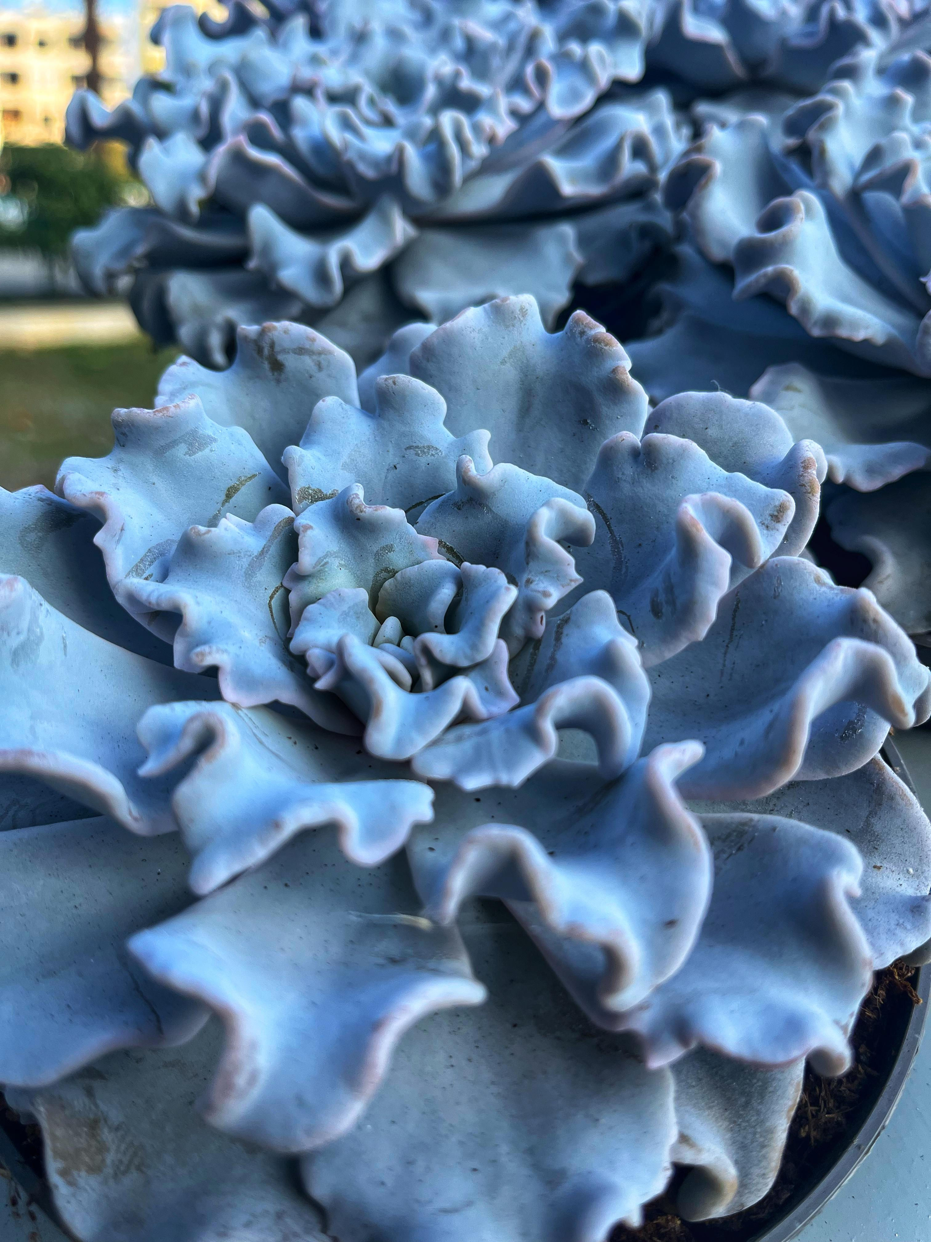 Echeveria Crispate Beauty 10.5 CM