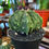 Küçük resim: Astrophytum Myriostigma 'Fukuryu Hakujo' - 12 CM Tayland Model Saksı