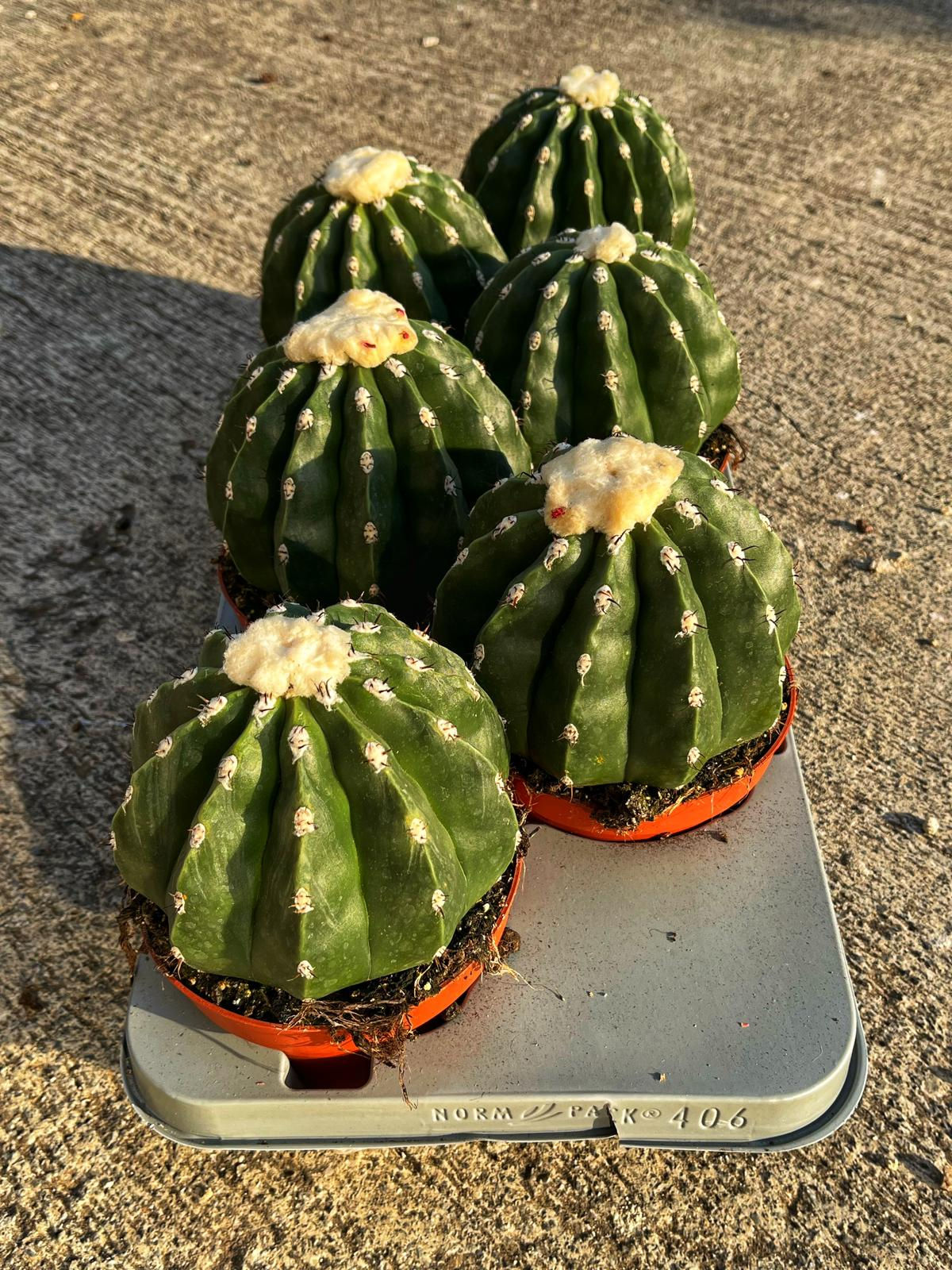 Melocactus Maxonii Inermis - Beyaz Şapkalı Dikensiz Melocactus 13 CM