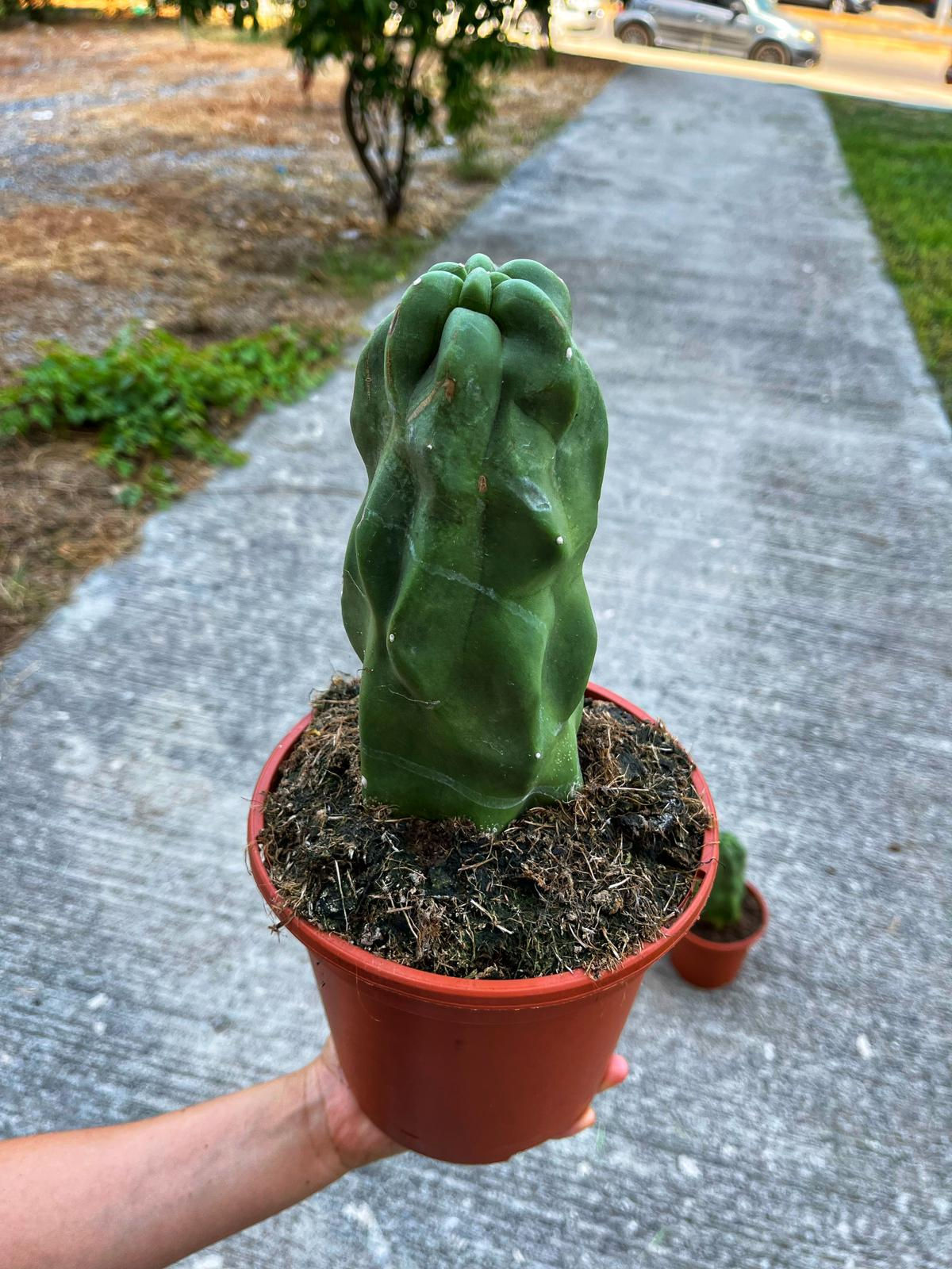 Lophocereus Schottii Monster - Totem Kaktüs - 17 CM